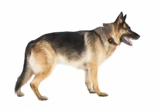 Deutscher Schäferhund adulto de pelagem preta e castanha, orelhas eretas, corpo musculoso e atlético e expressão atenta em ambiente externo