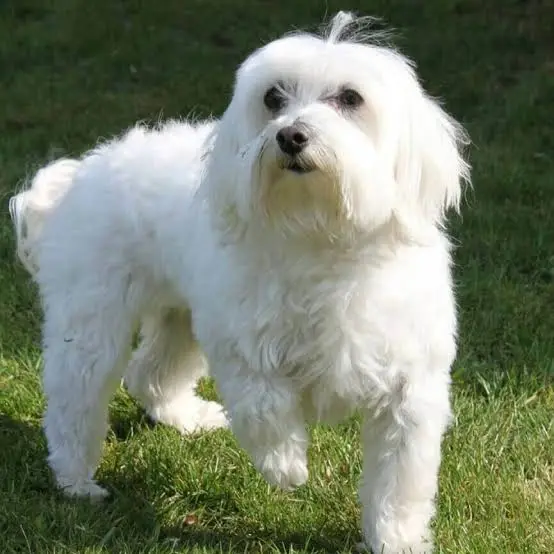 Cão adulto da raça Maltês com pelagem branca longa, lisa e sedosa, olhos escuros, nariz preto e cauda coberta por pelos curvada sobre o dorso.