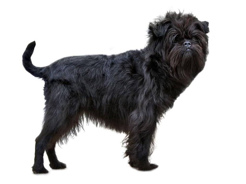 Cão da raça Affenpinscher preto, com pelagem áspera, barba volumosa e expressão semelhante à de um pequeno macaco.