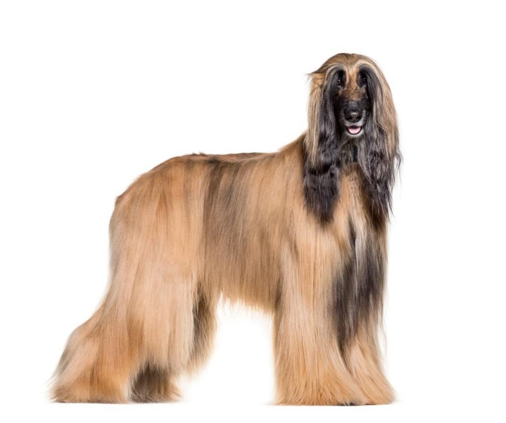 Cão da raça Galgo Afegão em pé, com corpo alto e atlético, focinho comprido e pelagem longa e sedosa cobrindo o corpo e as pernas.