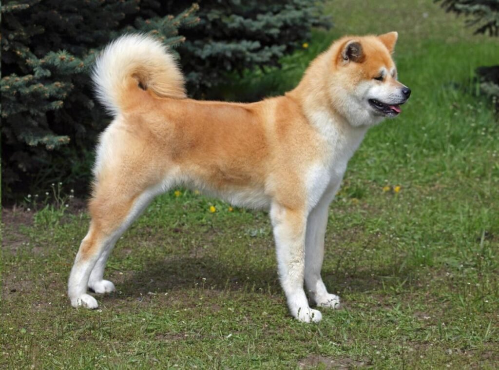 Cão da raça Akita japonês em pé sobre a grama, com pelagem dupla vermelha e branca, orelhas triangulares eretas e cauda espessa enrolada sobre o dorso.