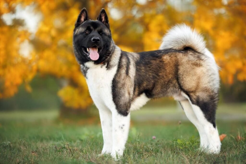 Cão da raça Akita Americano em pé sobre a grama, com corpo grande e musculoso, cabeça larga, máscara escura, pelagem dupla tigrada e branca e cauda espessa enrolada sobre o dorso.
