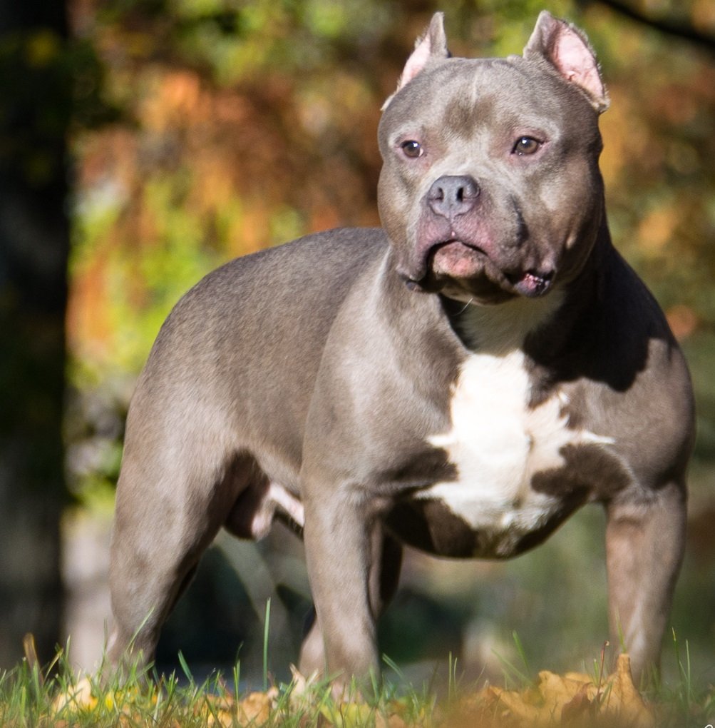 American Bully musculoso de pelagem curta mostrando a estrutura robusta característica da raça
