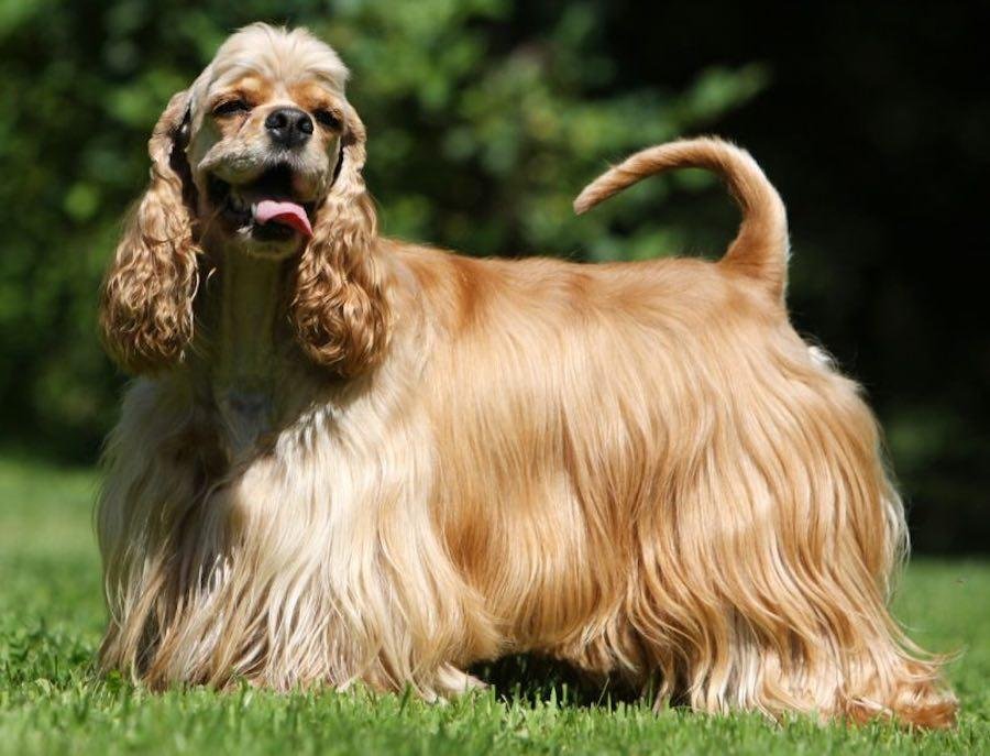 American Cocker Spaniel de pelagem longa e sedosa em ambiente externo