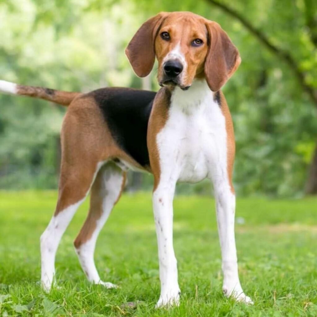 American Foxhound tricolor em pé sobre gramado, mostrando as pernas longas e estrutura atlética características da raça