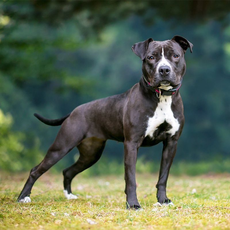 American Pit Bull Terrier adulto de pelagem curta mostrando estrutura atlética e musculosa característica da raça