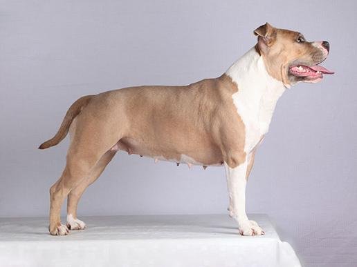 Cão da raça American Staffordshire Terrier em pé e de perfil, com corpo musculoso, pelagem curta castanha e branca, cabeça larga e expressão atenta.