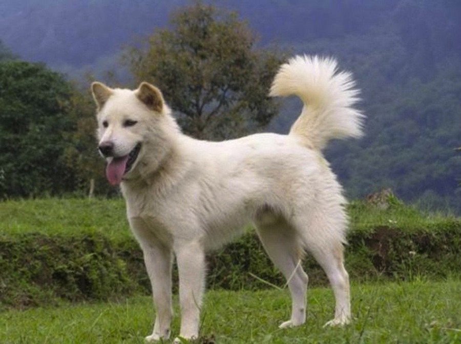 Anjing Kintamani-Bali branco com orelhas eretas e cauda curvada em ambiente montanhoso