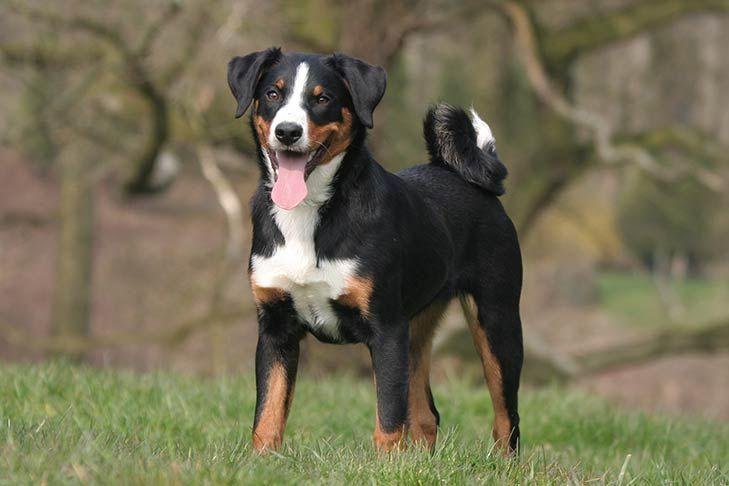 Appenzeller Sennenhund tricolor com pelagem preta, branca e castanha e cauda enrolada em ambiente alpino