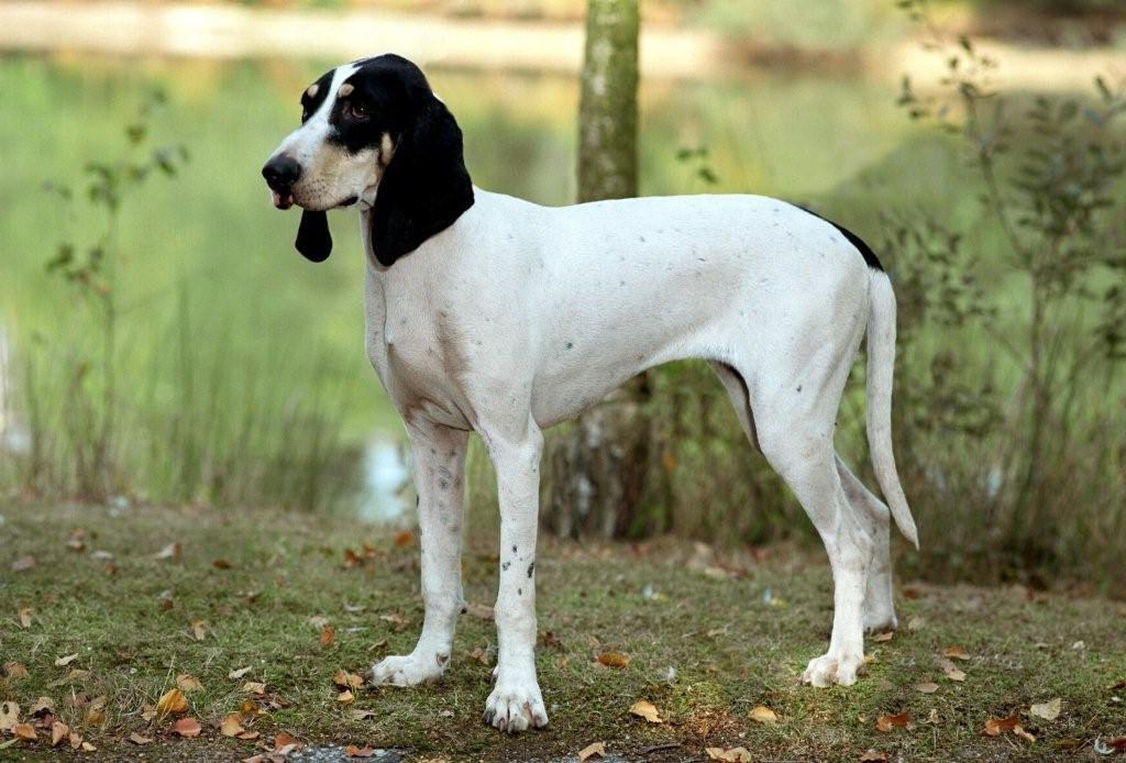 Ariegeois branco com manchas pretas e marcações castanhas, mostrando as longas orelhas e estrutura leve da raça