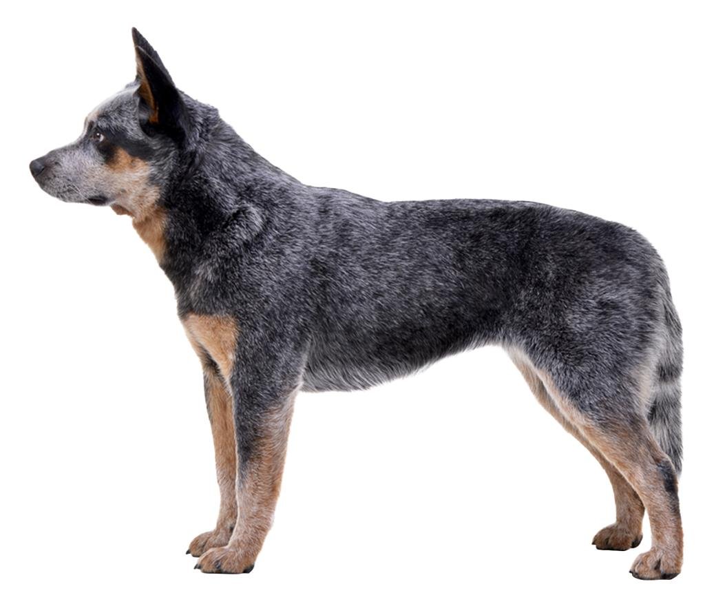 Cão da raça Australian Cattle Dog em pé e de perfil, com corpo compacto e musculoso, orelhas eretas e pelagem curta azul salpicada com marcações castanhas.