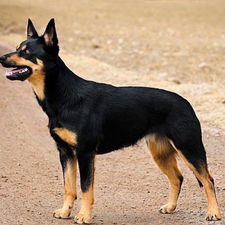 Cão da raça Australian Kelpie em pé e atento, com corpo médio, atlético e musculoso, orelhas triangulares eretas e pelagem curta preta e castanha.