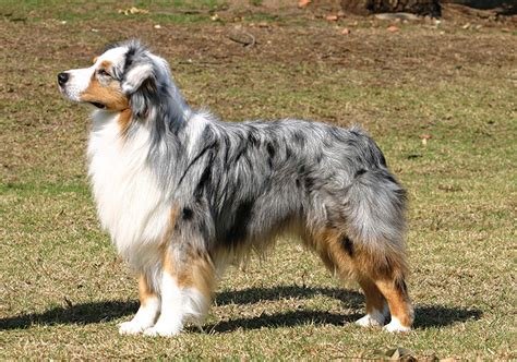 Cão da raça Australian Shepherd em pé e de perfil sobre a grama, com corpo médio e atlético, pelagem azul merle, peito branco, marcações castanhas e orelhas triangulares dobradas.