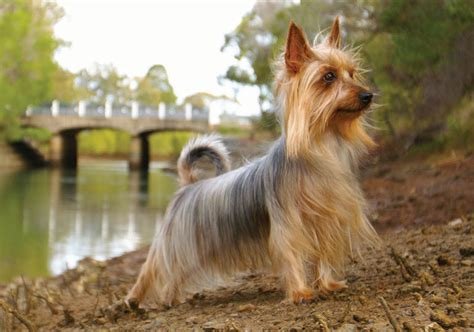 Cão da raça Australian Silky Terrier em pé, com corpo pequeno e alongado, orelhas triangulares eretas e pelagem longa, reta e sedosa nas cores azul e castanho.