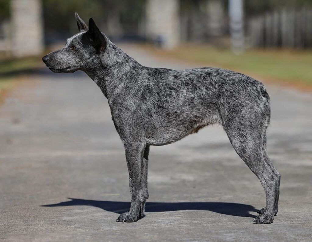 Cão da raça Australian Stumpy Tail Cattle Dog em pé e de perfil, com corpo médio e quadrado, orelhas eretas, pelagem curta azul salpicada e cauda naturalmente curta.