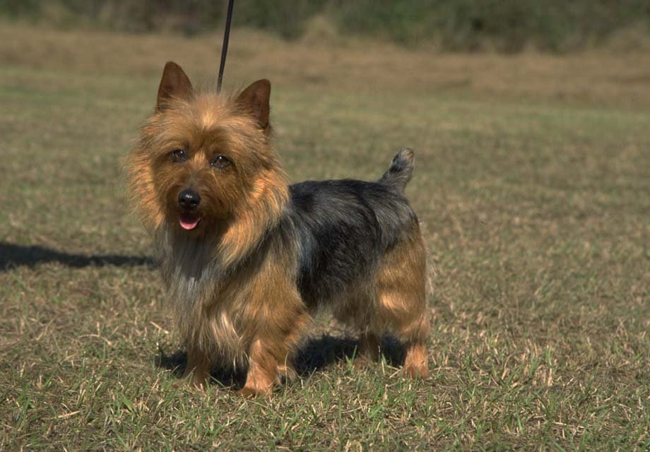 Australian Terrier adulto de pelagem áspera azul e castanha em ambiente externo