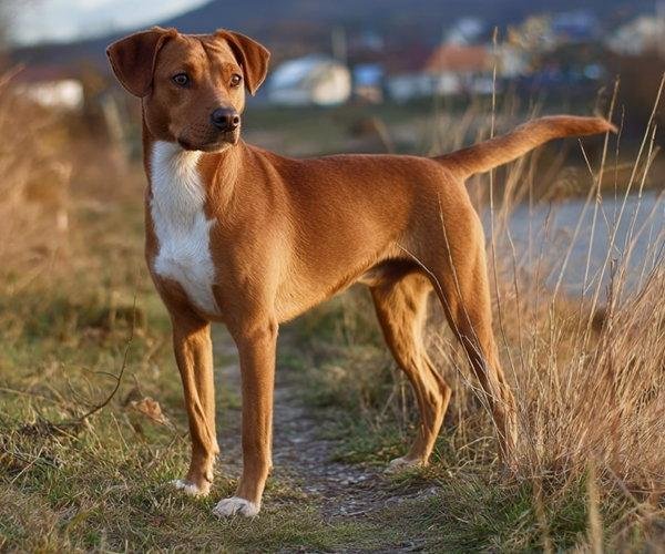 Cão da raça Pinscher Austríaco em pé sobre um caminho rural, com corpo médio e robusto, pelagem curta avermelhada, peito branco, orelhas dobradas e expressão alerta.