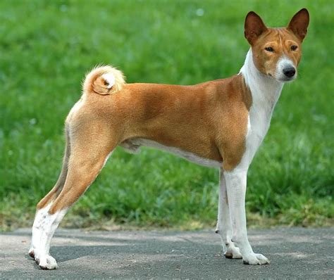 Cão da raça Basenji em pé e de perfil, com corpo leve e atlético, orelhas eretas, testa discretamente enrugada, pelagem curta vermelha e branca e cauda firmemente enrolada.