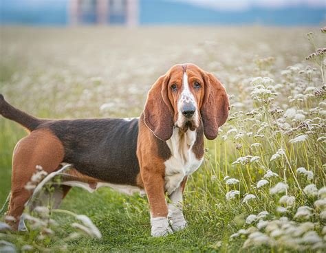 Cão da raça Basset Artesiano Normando em pé sobre a grama, com corpo longo e baixo, pernas curtas, orelhas muito compridas e pelagem tricolor fulva, preta e branca.
