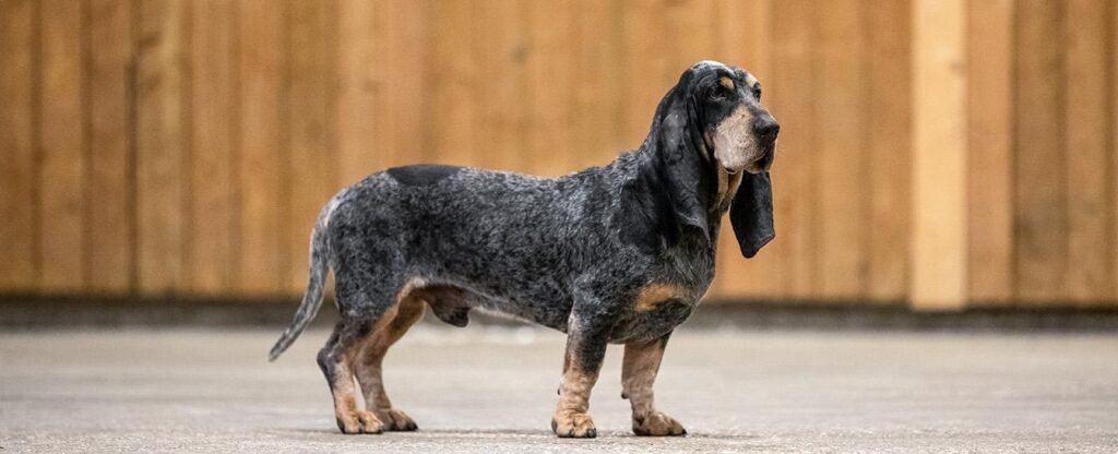 Cão da raça Basset Azul da Gasconha em pé e de perfil, com corpo longo e baixo, pernas curtas, orelhas compridas e pelagem mosqueada preta e branca com efeito azul-ardósia.