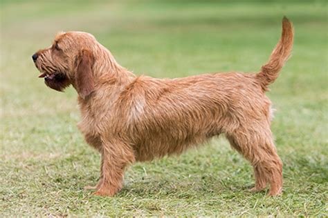 Cão da raça Basset Fulvo da Bretanha em pé e de perfil sobre a grama, com corpo baixo e robusto, pernas curtas, orelhas caídas e pelagem áspera de cor fulva avermelhada.