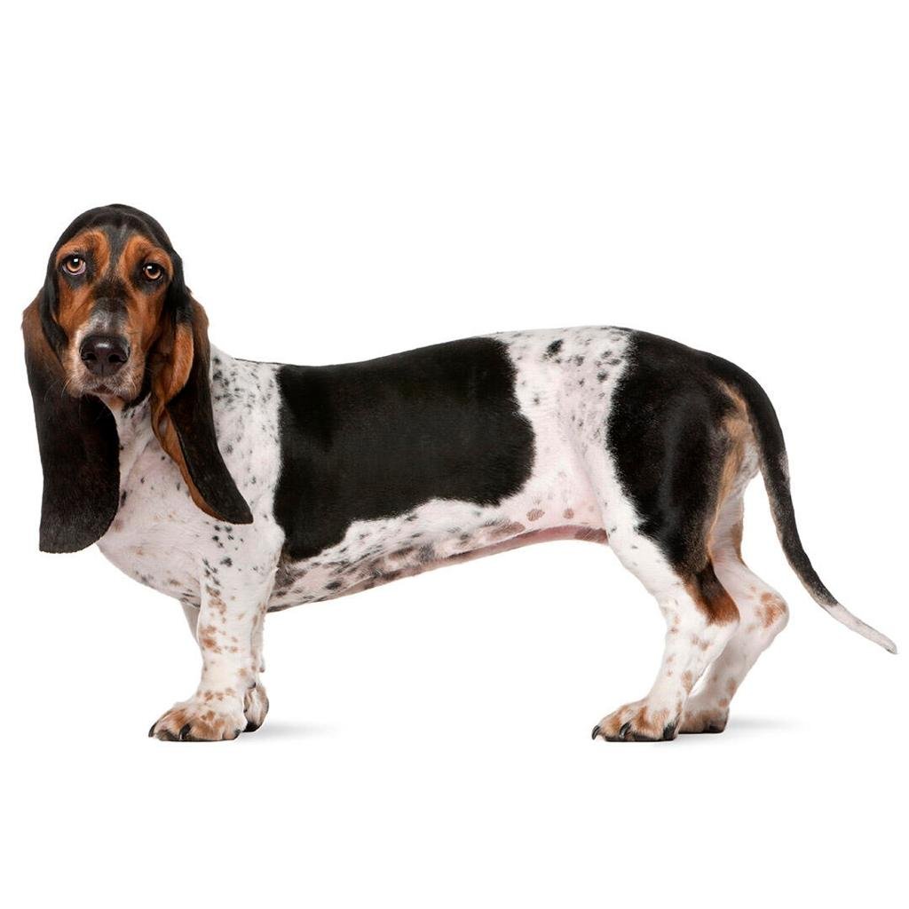Cão da raça Basset Hound em pé e de perfil, com corpo longo e pesado, pernas muito curtas, grandes orelhas caídas e pelagem tricolor preta, branca e castanha.