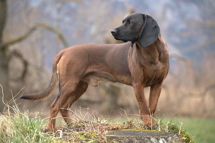 Cão de Rastro da Baviera em pé sobre uma elevação coberta por vegetação, com corpo médio e musculoso, orelhas caídas e pelagem curta vermelho-cervo com focinho escuro.