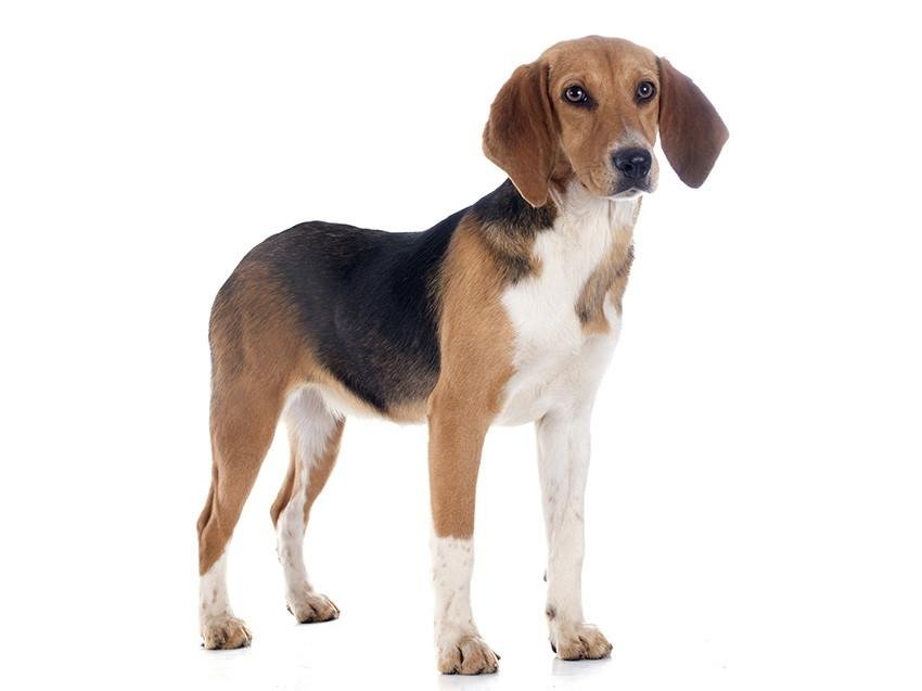 Cão da raça Beagle-Harrier em pé e de perfil, com corpo médio e atlético, pernas longas, orelhas caídas e pelagem tricolor preta, branca e fulva.