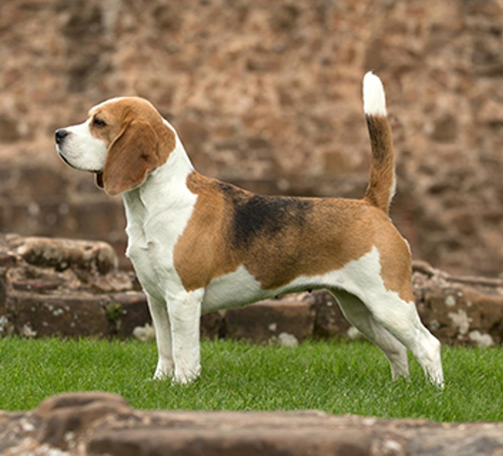 Cão da raça Beagle em pé e de perfil sobre a grama, com corpo compacto, orelhas longas e caídas, cauda erguida com ponta branca e pelagem tricolor preta, castanha e branca.
