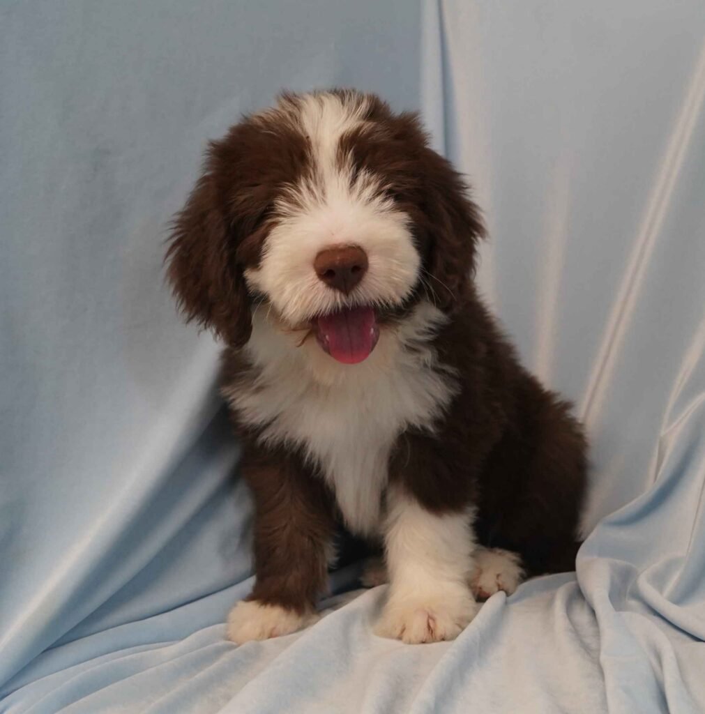 Bearded Collie adulto de pelagem longa e desgrenhada em ambiente externo