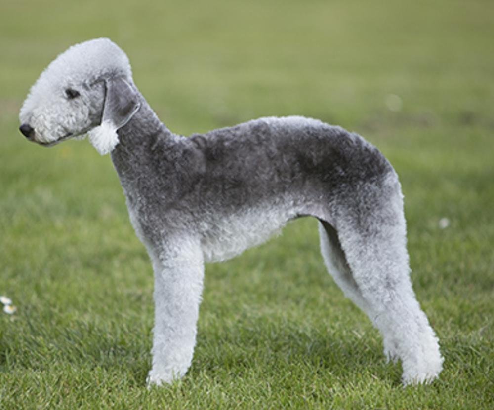 Cão adulto da raça Bedlington Terrier em pé sobre a grama, com corpo esguio e arqueado, cabeça estreita, orelhas caídas com franjas e pelagem cacheada azul-acinzentada com mecha clara.