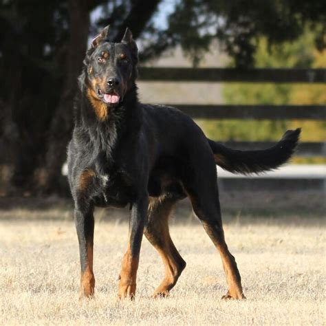 Cão adulto da raça Berger de Beauce em pé ao ar livre, com pelagem preta e marcações castanhas, corpo forte e expressão atenta.