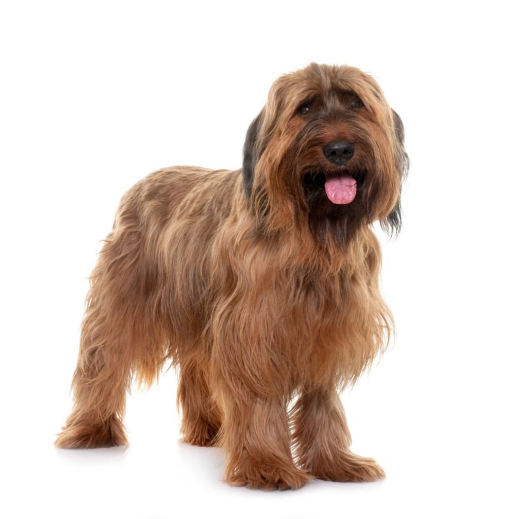 Cão adulto da raça Briard em pé, com corpo grande e musculoso, pelagem longa fulva, barba escura, sobrancelhas abundantes e expressão atenta.