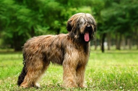 Cão adulto da raça Berger de Brie em pé sobre a grama, com pelagem fulva longa, barba, sobrancelhas volumosas e corpo forte.