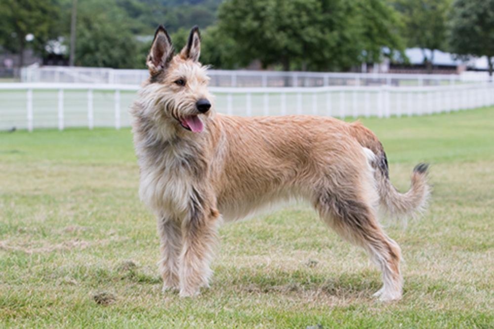 Cão da raça Berger de Picardie em pé sobre a grama, com pelagem fulva áspera, barba, sobrancelhas expressivas e grandes orelhas eretas.