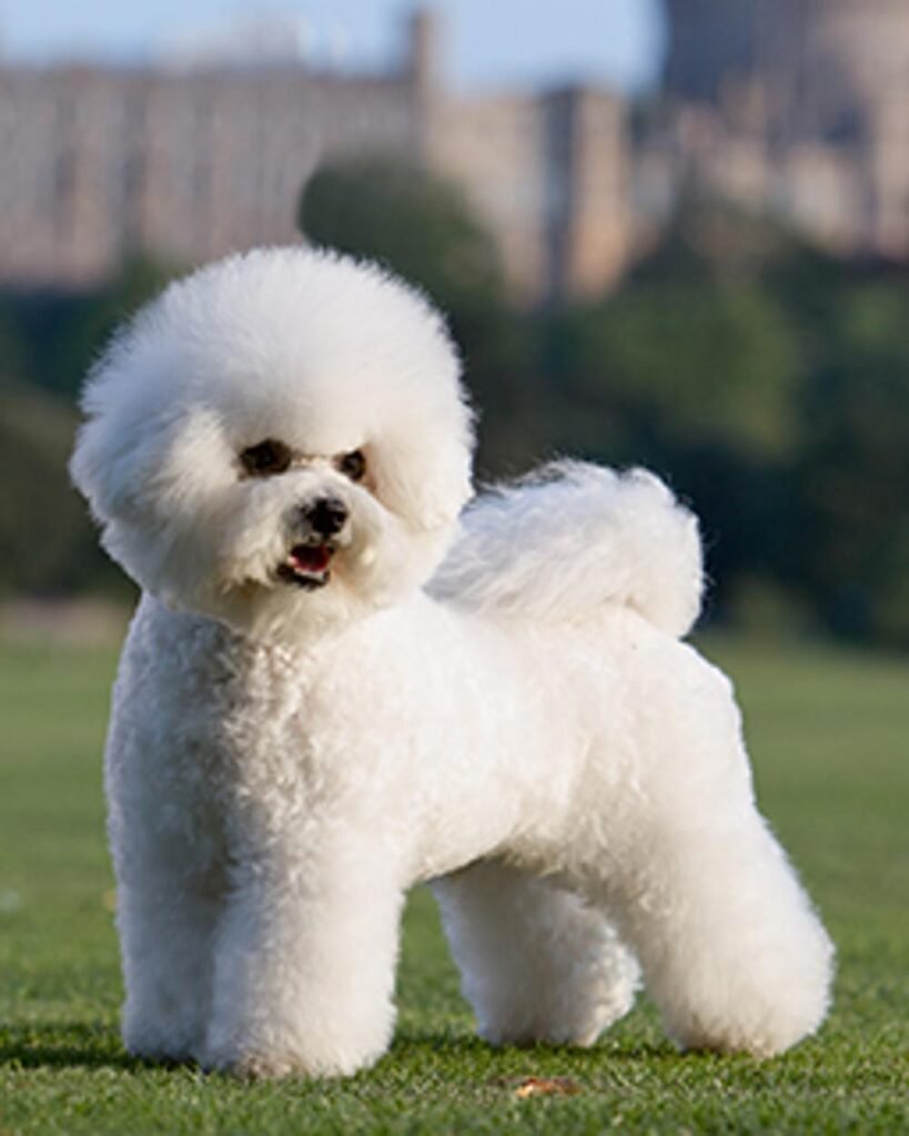 Cão adulto da raça Bichon Frisé em pé sobre a grama, com pelagem branca encaracolada, cabeça arredondada, olhos escuros e cauda curvada sobre o dorso.