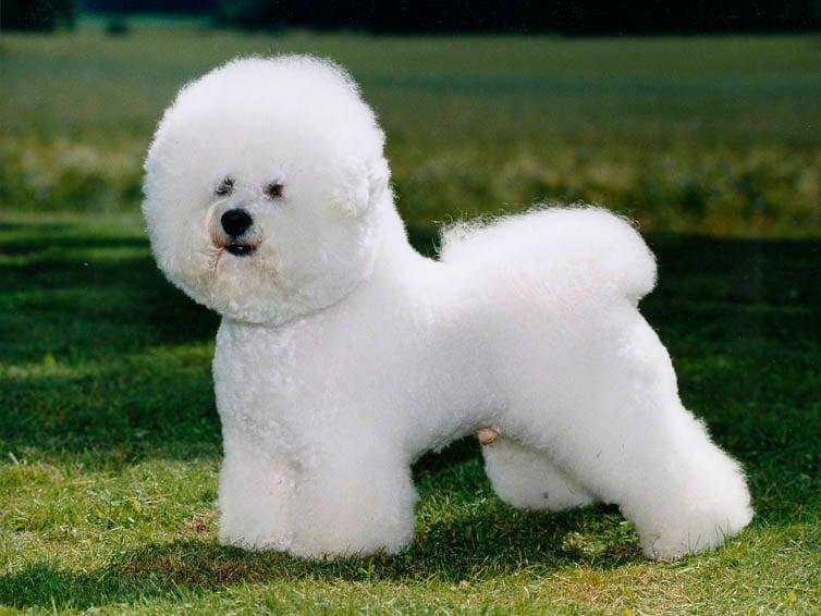 Cão adulto da raça Bichon Frisé em pé sobre a grama, com corpo pequeno, pelagem branca abundante e encaracolada, cabeça arredondada, olhos escuros, nariz preto e cauda curvada sobre o dorso.