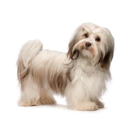 Cão adulto da raça Bichon Havanais em pé, com pelagem longa branca e castanha, cauda curvada sobre o dorso e expressão atenta.