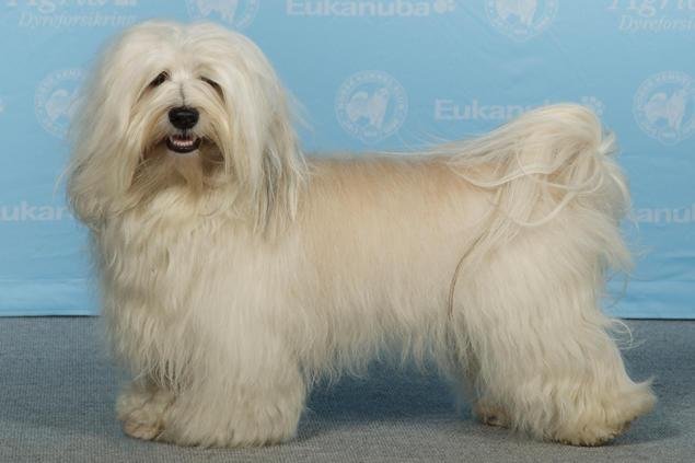 Cão adulto da raça Bichon Havanês em pé, com corpo pequeno e ligeiramente alongado, pelagem longa e ondulada em tons claros, orelhas caídas e cauda emplumada curvada sobre o dorso.