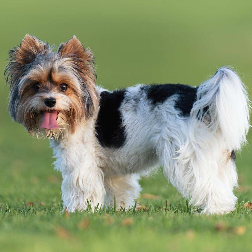 Cão adulto da raça Biewer Terrier em pé sobre a grama, com pelagem longa tricolor branca, preta e dourada, orelhas eretas e expressão alegre.