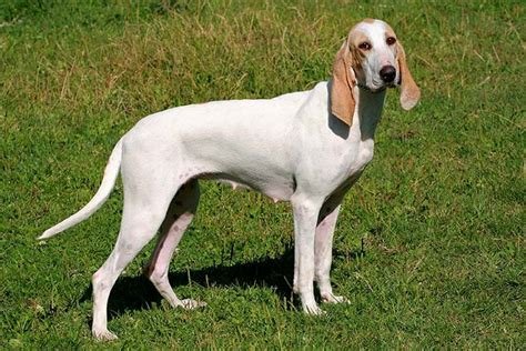 Cão adulto da raça Billy em pé sobre a grama, com corpo alto e atlético, pelagem branca curta, orelhas caídas e marcações laranja-claras.