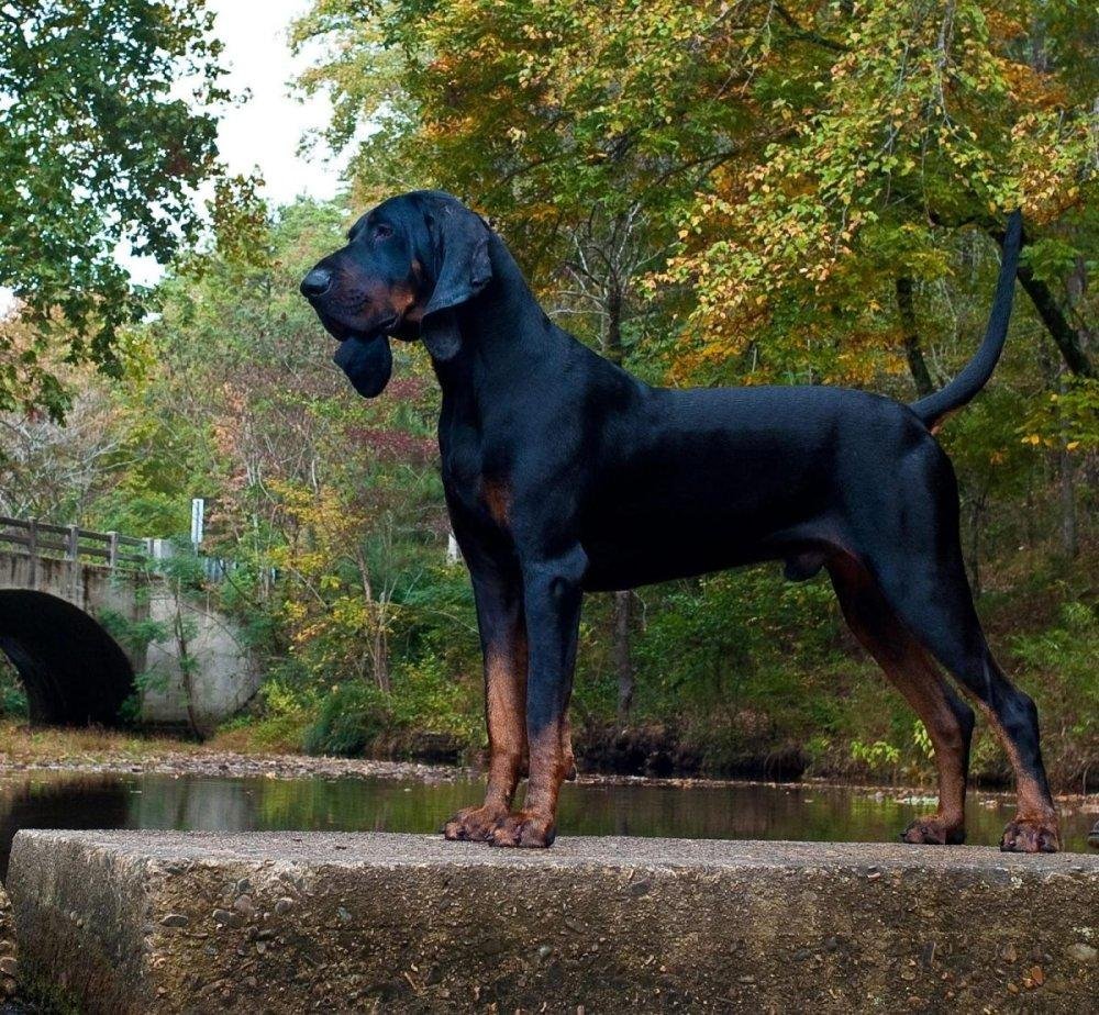 Cão adulto da raça Black and Tan Coonhound em pé ao ar livre, com pelagem preta brilhante, marcações castanhas, corpo atlético e grandes orelhas caídas.