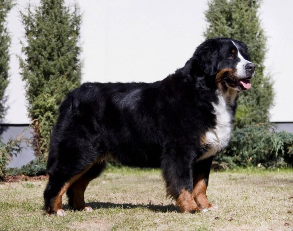 Cão adulto da raça Boiadeiro Bernês em pé sobre a grama, com corpo grande e robusto, pelagem longa preta, marcações castanho-avermelhadas e áreas brancas no focinho, peito e patas.
