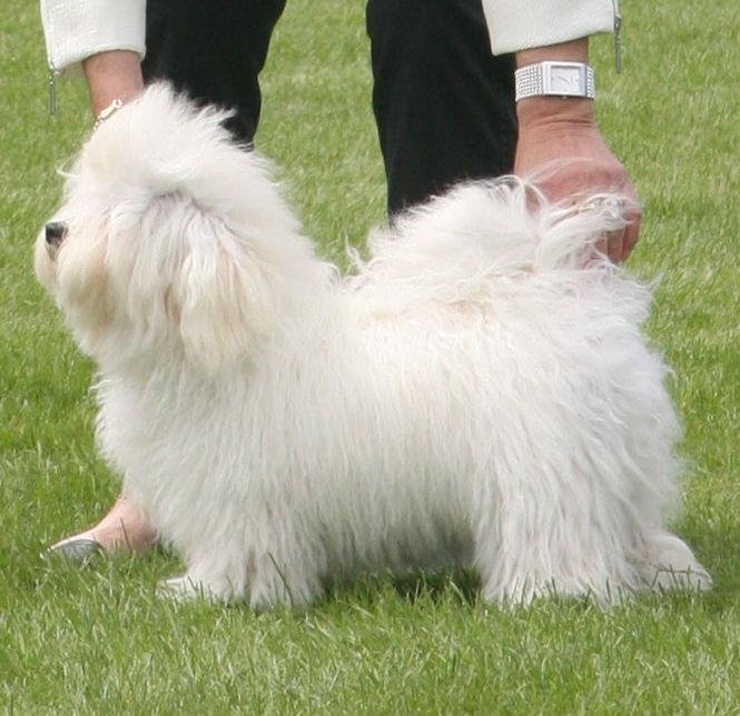Cão adulto da raça Bolonhês em pé sobre a grama, com corpo pequeno e quadrado, pelagem branca longa e levantada, olhos escuros, nariz preto e cauda curvada sobre o dorso.