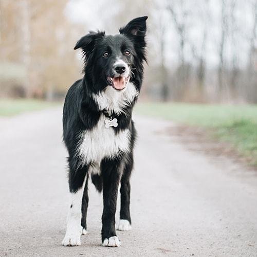 Cão adulto da raça Border Collie em pé ao ar livre, com pelagem preta e branca, corpo atlético, orelhas atentas e expressão concentrada.