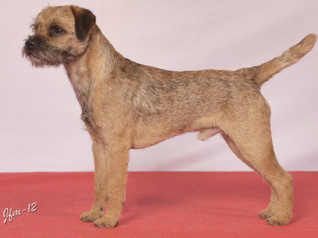 Cão adulto da raça Border Terrier em pé de perfil, com pelagem áspera castanha, corpo pequeno e atlético, orelhas caídas e cabeça semelhante à de uma lontra.