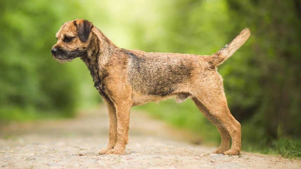 Cão adulto da raça Border Terrier em pé sobre uma trilha, com corpo pequeno e estreito, pernas relativamente longas, cabeça semelhante à de uma lontra e pelagem curta, áspera e castanho-grisalha.