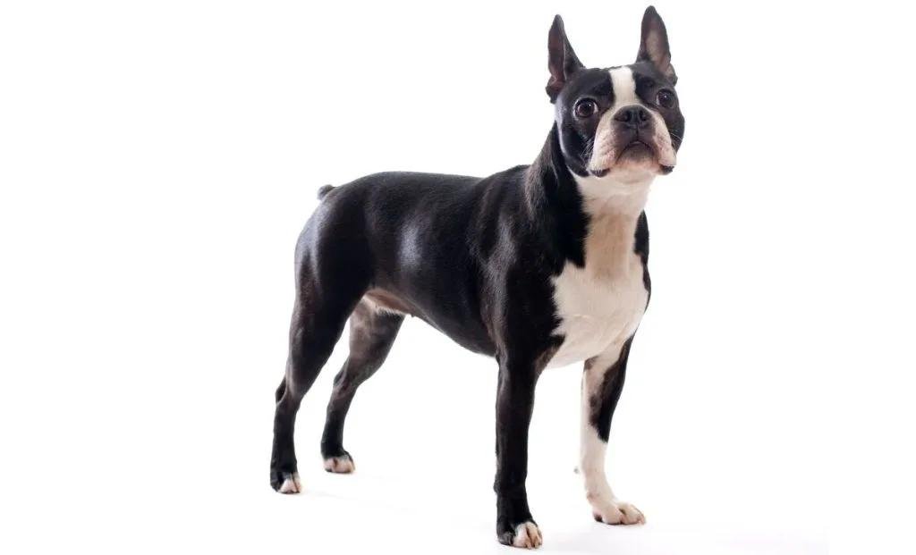 Cão adulto da raça Boston Terrier em pé, com corpo compacto, pelagem preta e branca semelhante a um smoking, orelhas eretas e olhos escuros expressivos.