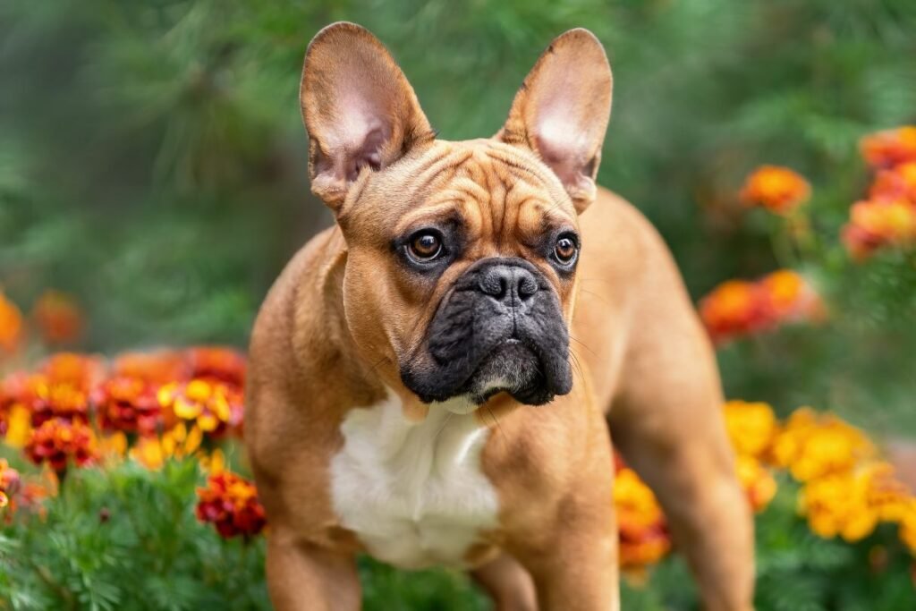 Bouledogue Français fulvo adulto com máscara escura e orelhas de morcego eretas em ambiente externo
