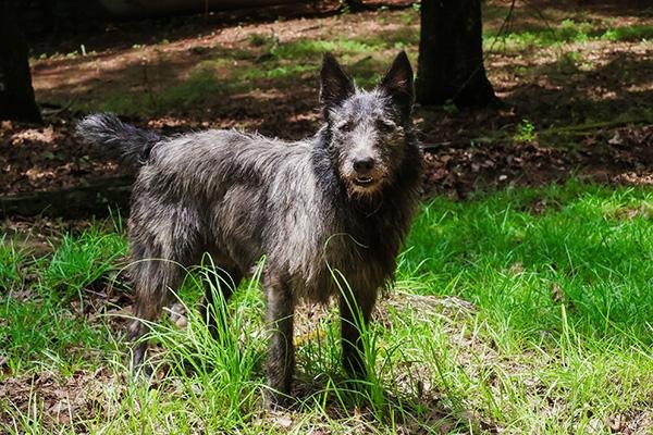 Cão adulto da raça Bouvier des Ardennes em pé ao ar livre, com corpo compacto, orelhas eretas e pelagem cinza áspera, desgrenhada e barbada.
